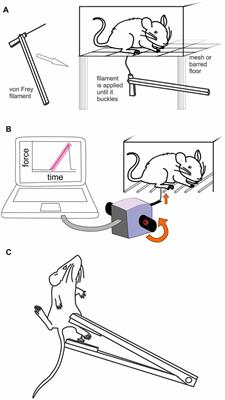 Methods Used to Evaluate Pain Behaviors in Rodents